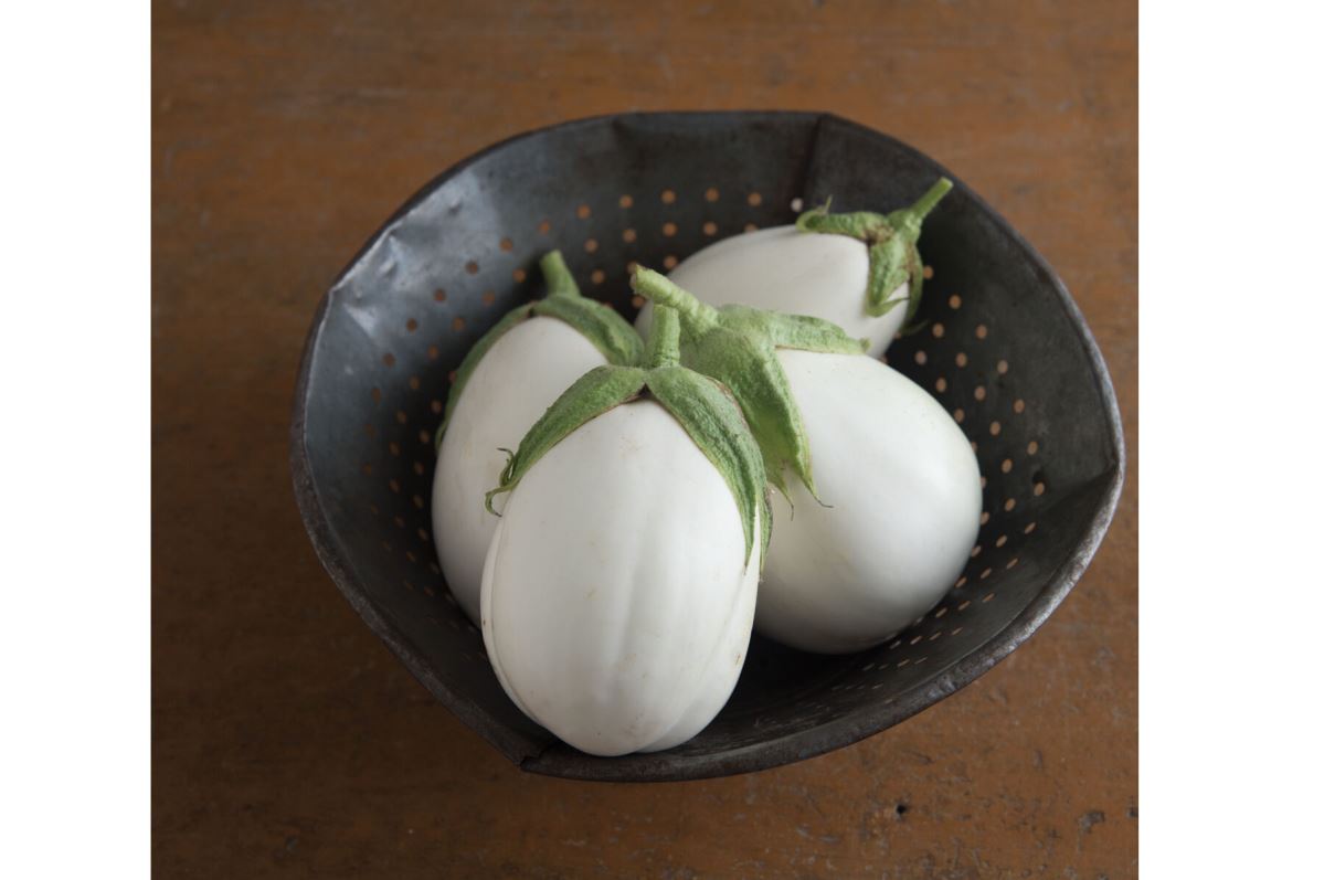 Paloma – Eggplant Seed